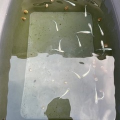 幹之メダカ　写真の魚　全部