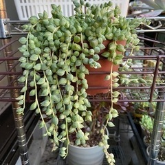 多肉植物