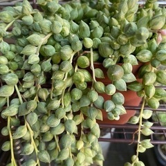 多肉植物の画像