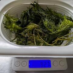 水草/熱帯魚/金魚/メダカ