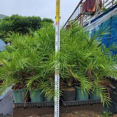 カナリーヤシ(フェニックス)引き取り希望です