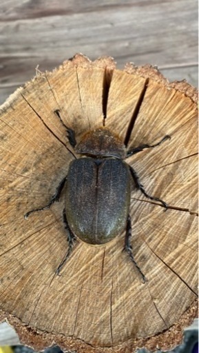 ヘラクレスヘラクレスペア