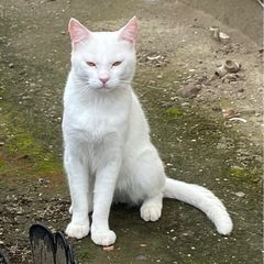 助けて💦近所の野良猫ちゃん🙀