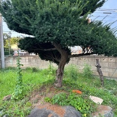 大きな植木
