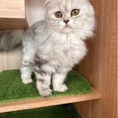 ラガマフィンのグミちゃん女の子