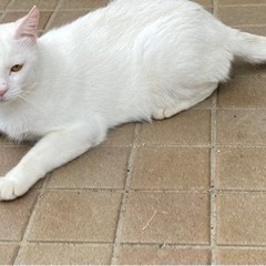 助けて💦近所の野良猫ちゃん🙀 - 久喜市