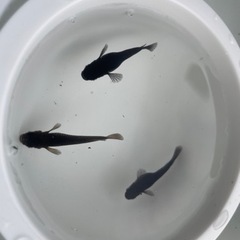 メダカ