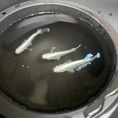 メダカ