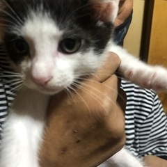 保護猫ですわ