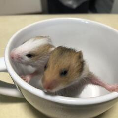 ゴールデンハムスターのメス