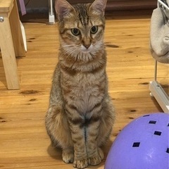 【珍しい麦わら猫🐅】ほんわか可愛い女の子💕なでるとふわサラな毛並...
