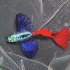 おもちゃ ミニカーの画像