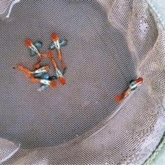 おもちゃ ミニカーの画像