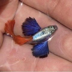 おもちゃ ミニカー