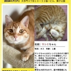 🆘迷子の猫を探してます。🆘