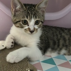 2カ月半の保護猫　キジシロ　メス