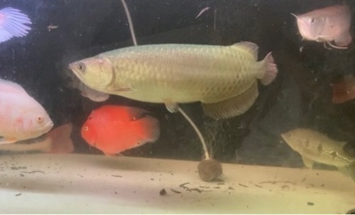 ノーザンバラムンディ ワイルド