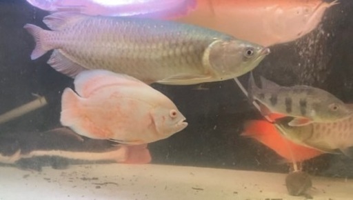 ノーザンバラムンディ ワイルド