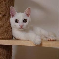 可愛い子猫たち