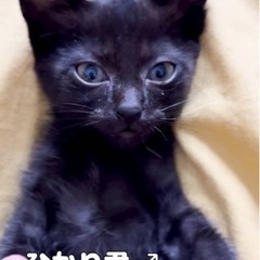 可愛い子猫たち - 猫