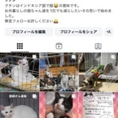 可愛い子猫たち − 愛知県