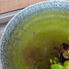 めだかの老魚・成魚