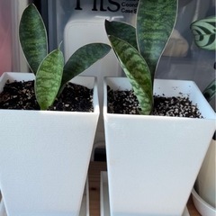 鉢付き　鉢なし　株分　抜き苗　一根二葉　　大小　サンセベリア　マッソニアーナ　NASAが認めた空気浄化plants サンスベリア　マッソニアーナ　　テラコッタ鉢　観葉植物　多肉　葉挿しでも増やせる　観葉植物　ガーデン　マイナスイオン　インテリア　リビング　おしゃれ　癒し　可愛い　浄化　集中の画像