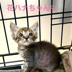 キジの子猫　花鳥風月兄妹