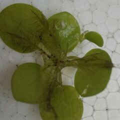 300円　ドワーフアマゾンフロッグピット　50株　メダカ　浮草　水草の画像