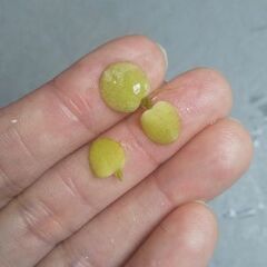 300円　ドワーフアマゾンフロッグピット　50株　メダカ　浮草　水草の画像