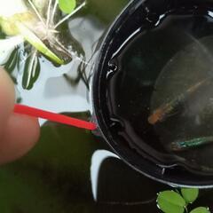 めだかの老魚・成魚の画像