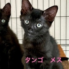 黒猫タンタン