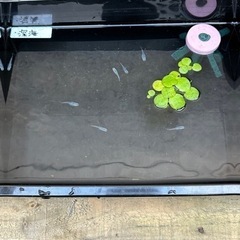 白斑サファイア　深海メダカ　 の画像