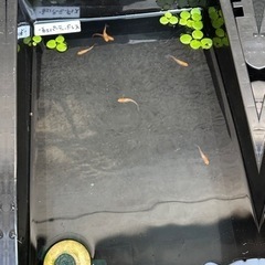パーティードレス　五式ヒレ長