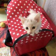 in岡崎市☆子猫たくさん！保護猫をオウチに迎えよう☆2024年7...