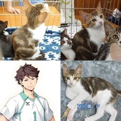 変わった柄の兄妹