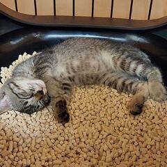 家族に迎えてくださいm(_ _)m