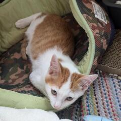 決定【保護猫の里親募集】きなこくん　茶白オス