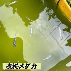 夜桜メダカ 成魚ペア＋ランダム針子10匹