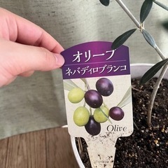 生活雑貨 家庭用品 ガーデニングの画像