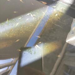ミジンコ ほしい方にはメダカの稚魚幼魚もどうぞ