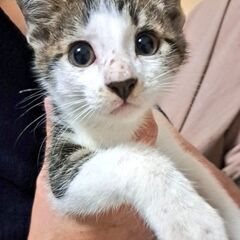 元気いっぱいキジ白くん　トライアル中！！