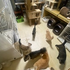保護猫たちに支援物資の応援お願いします🙇‍♂️