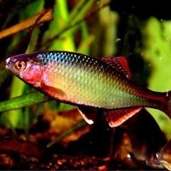 淡水魚、タナゴ、オイカワ、ナマズ、ギギ
