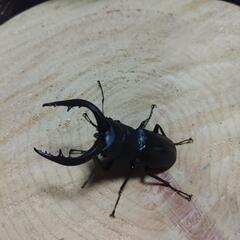 ノコギリクワガタ2024ｰ12の画像