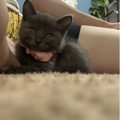 かわいいぐグレちゃん