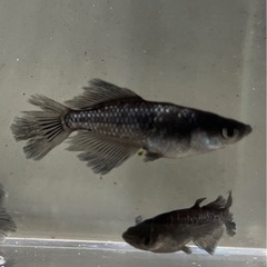 メダカ　ブラックダイヤ光体型鰭長　8匹