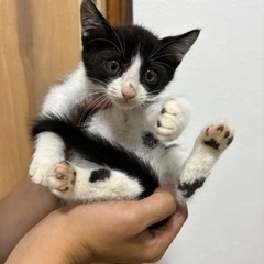 ハチワレくんの家族になってくださいm(__)m