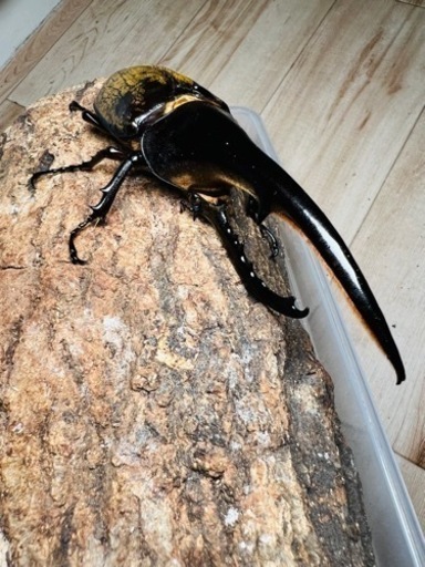 ヘラクレスオオカブト　157.2mm