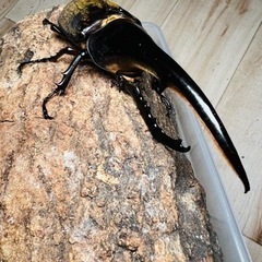 ヘラクレスオオカブト　157.2mmの画像